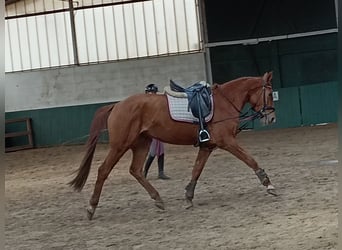 Hanoverian, Mare, 4 years, 16 hh, Chestnut-Red