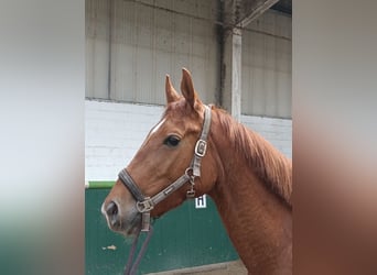 Hanoverian, Mare, 4 years, 16 hh, Chestnut-Red