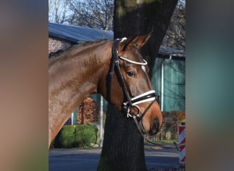 Hanoverian, Mare, 4 years, 16 hh