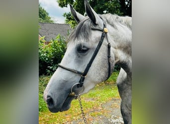 Hanoverian, Mare, 4 years, 16 hh, Gray-Blue-Tan