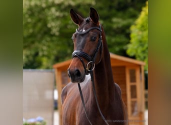 Hanoverian, Mare, 4 years, 16 hh, Gray