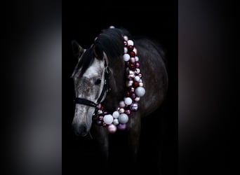 Hanoverian, Mare, 4 years, 16 hh, Gray-Fleabitten