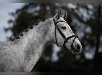Hanoverian, Mare, 4 years, 16 hh, Gray