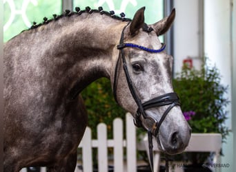 Hanoverian, Mare, 4 years, 16 hh, Grey