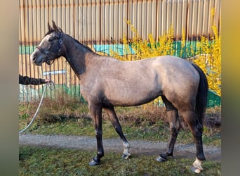 Hanoverian, Mare, 4 years, 16 hh, Grey