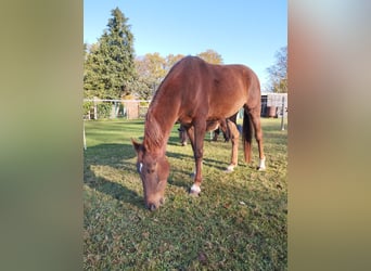 Hanoverian, Mare, 4 years, 16 hh