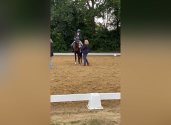 Hanoverian, Mare, 4 years, 16 hh, Smoky-Black