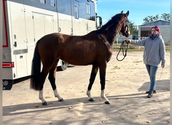 Hanoverian, Mare, 4 years, 16 hh, Smoky-Black