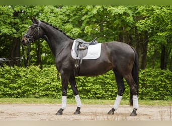 Hanoverian, Mare, 4 years, 16 hh, Smoky-Black