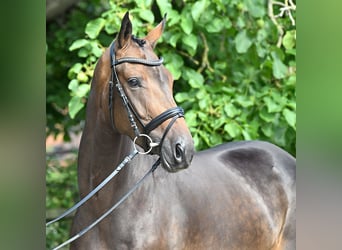 Hanoverian, Mare, 4 years, 16,1 hh, Bay-Dark