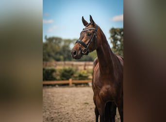 Hanoverian, Mare, 4 years, 16,1 hh, Bay-Dark