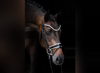 Hanoverian, Mare, 4 years, 16,1 hh, Bay-Dark
