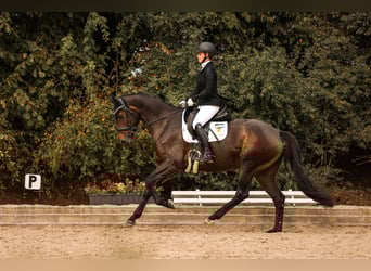 Hanoverian, Mare, 4 years, 16,1 hh, Bay-Dark