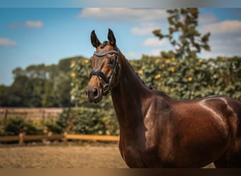 Hanoverian, Mare, 4 years, 16,1 hh, Bay-Dark