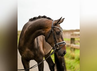 Hanoverian, Mare, 4 years, 16,1 hh, Bay-Dark