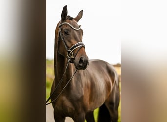 Hanoverian, Mare, 4 years, 16,1 hh, Bay-Dark