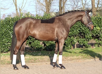 Hanoverian, Mare, 4 years, 16,1 hh, Bay-Dark