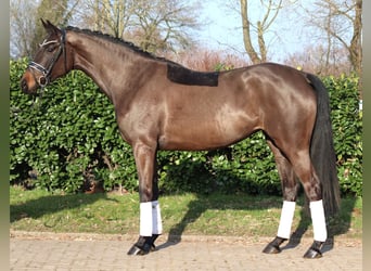 Hanoverian, Mare, 4 years, 16,1 hh, Bay-Dark
