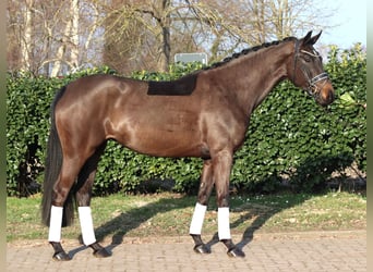 Hanoverian, Mare, 4 years, 16,1 hh, Bay-Dark