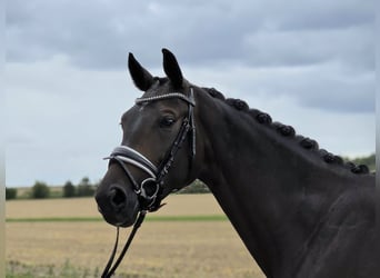 Hanoverian, Mare, 4 years, 16,1 hh, Bay-Dark