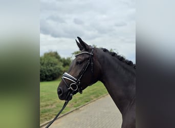 Hanoverian, Mare, 4 years, 16,1 hh, Bay-Dark