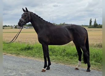 Hanoverian, Mare, 4 years, 16,1 hh, Bay-Dark