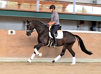 Hanoverian, Mare, 4 years, 16,1 hh, Bay-Dark