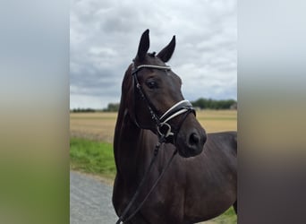 Hanoverian, Mare, 4 years, 16,1 hh, Bay-Dark