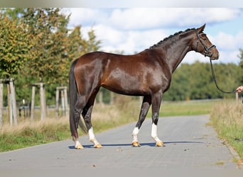 Hanoverian, Mare, 4 years, 16,1 hh, Bay-Dark