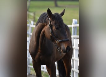 Hanoverian, Mare, 4 years, 16,1 hh, Bay-Dark