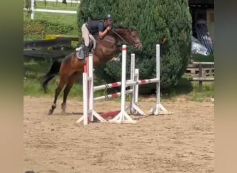 Hanoverian, Mare, 4 years, 16,1 hh, Bay-Dark