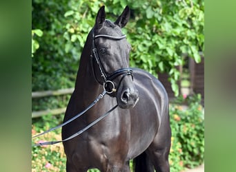 Hanoverian, Mare, 4 years, 16,1 hh, Black