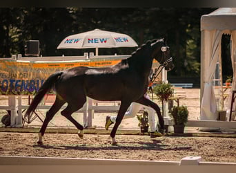 Hanoverian, Mare, 4 years, 16,1 hh, Black