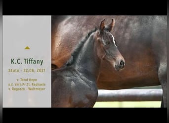Hanoverian, Mare, 4 years, 16,1 hh, Black