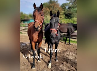 Hanoverian, Mare, 4 years, 16,1 hh, Black