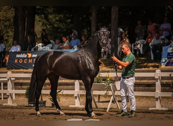 Hanoverian, Mare, 4 years, 16,1 hh, Black