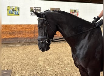 Hanoverian, Mare, 4 years, 16,1 hh, Black