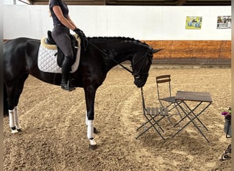 Hanoverian, Mare, 4 years, 16,1 hh, Black