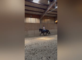 Hanoverian, Mare, 4 years, 16,1 hh, Black