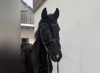 Hanoverian, Mare, 4 years, 16,1 hh, Black