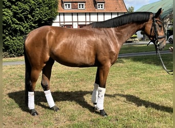 Hanoverian, Mare, 4 years, 16,1 hh, Brown