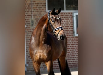 Hanoverian, Mare, 4 years, 16,1 hh, Brown