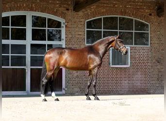 Hanoverian, Mare, 4 years, 16,1 hh, Brown
