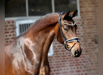 Hanoverian, Mare, 4 years, 16,1 hh, Brown
