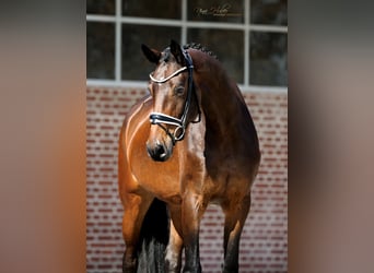 Hanoverian, Mare, 4 years, 16,1 hh, Brown