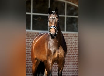 Hanoverian, Mare, 4 years, 16,1 hh, Brown
