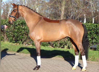 Hanoverian, Mare, 4 years, 16,1 hh, Brown