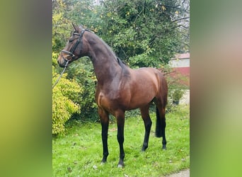 Hanoverian, Mare, 4 years, 16,1 hh, Brown