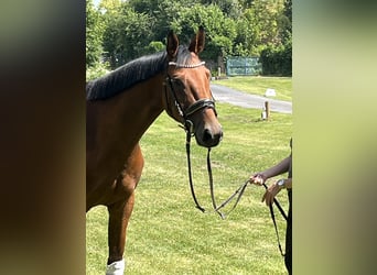 Hanoverian, Mare, 4 years, 16,1 hh, Brown
