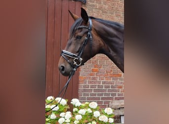 Hanoverian, Mare, 4 years, 16,1 hh, Brown
